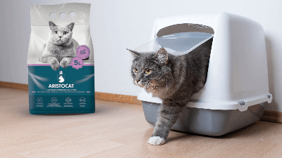 Aristocat